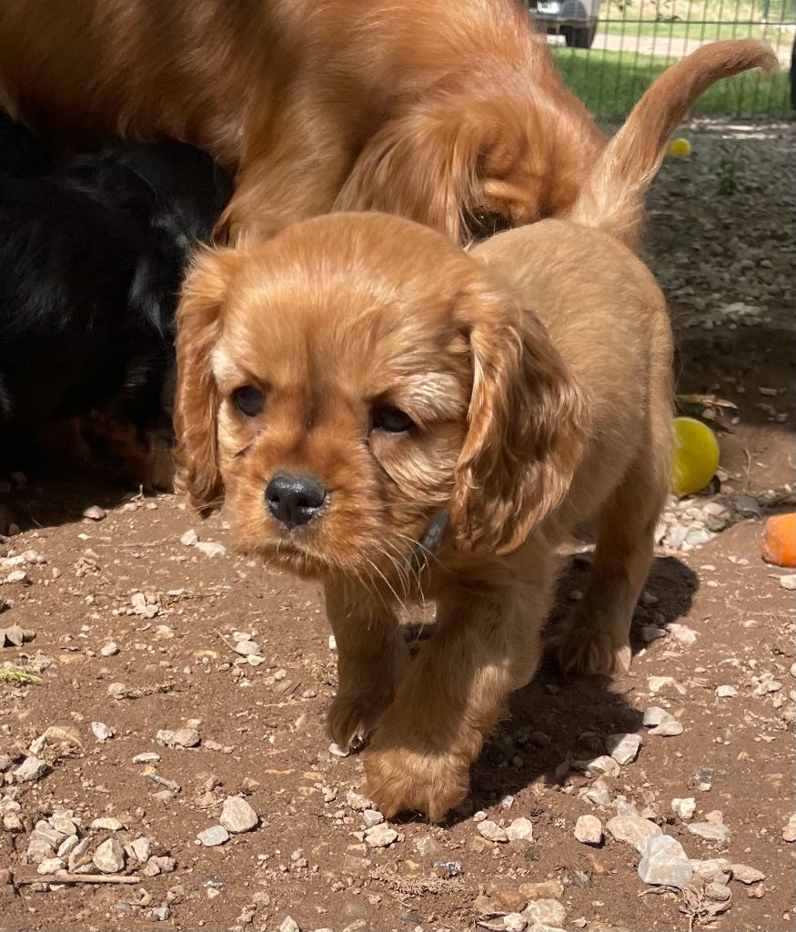 Du Lou Bouissouno - Cavalier King Charles Spaniel - Portée née le 05/03/2024